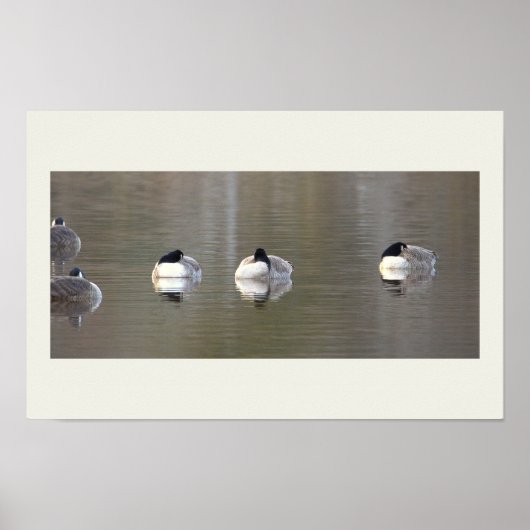 Affiche Photo D'oies (Devant)