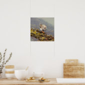 Affiche Photo d'Oiseau sur Roche (Cuisine)