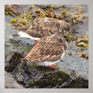 Affiche photo d'oiseaux sur les rochers