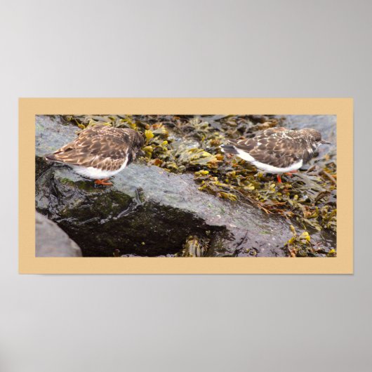 Affiche Photo d'Oiseaux sur Roches (Devant)
