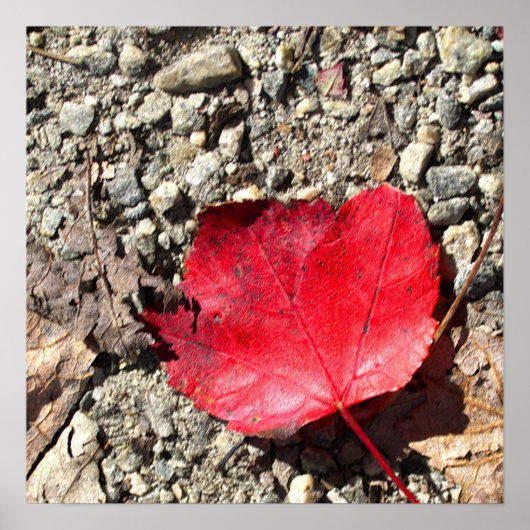Affiche Photo Feuille Rouge (Devant)