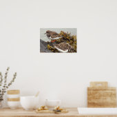 Affiche Photo Oiseau sur Rocher (Cuisine)
