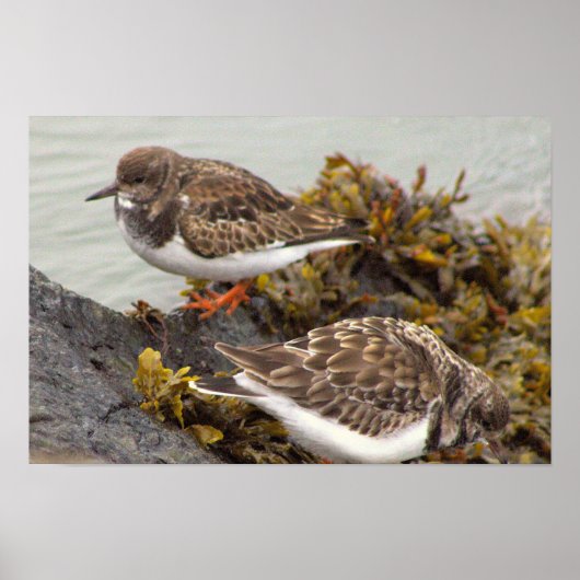 Affiche Photo Oiseau sur Rocher (Devant)