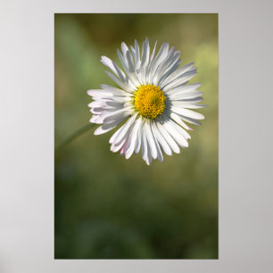 Affiche Photographie de Fleur de Daisy Nature