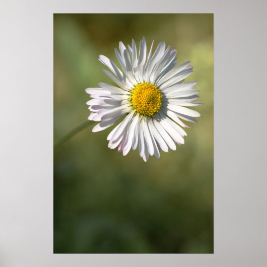 Affiche Photographie de Fleur de Daisy Nature (Devant)
