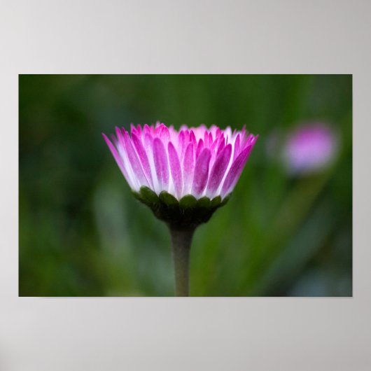 Affiche Photographie de Marguerite (Devant)