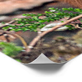 affiche photographique de la faune de l'écureuil r (Coin)