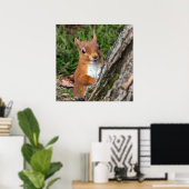 affiche photographique de la faune de l'écureuil r (Bureau à domicile)