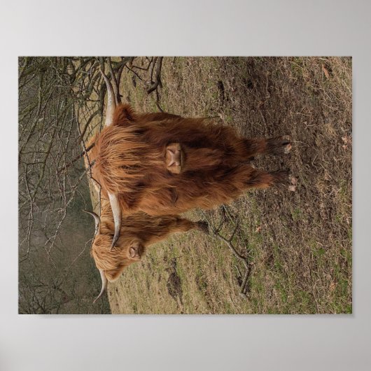 Affiche photographique de la vache écossaise Highl (Devant)