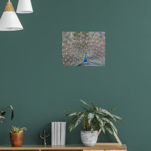 Affiche photographique de plumes de paon fantail b