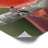 Affiche photographique du Cardinal du Nord (Coin)