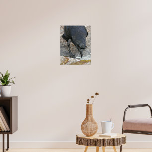 Affiche photographique d'un corbeau assoiffé buvan