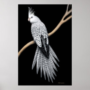 Affiche pie de Cockatiel de perle Whitefaced