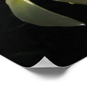 Affiche Plumaria Hawaiian Tropical Flowers Imprime (Coin)