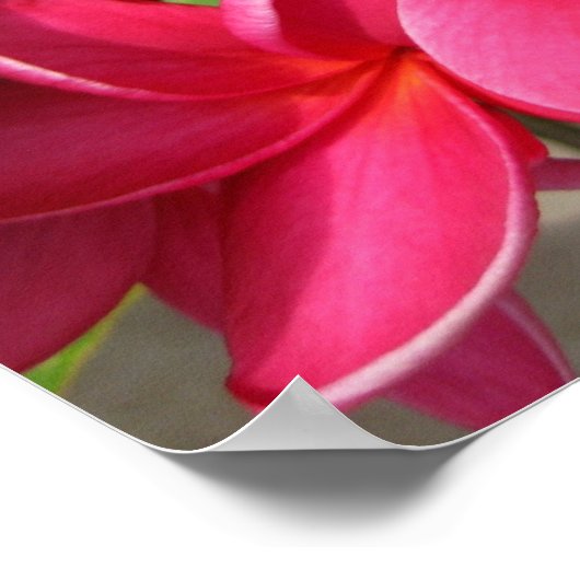 affiche - plumerias roses (Coin)