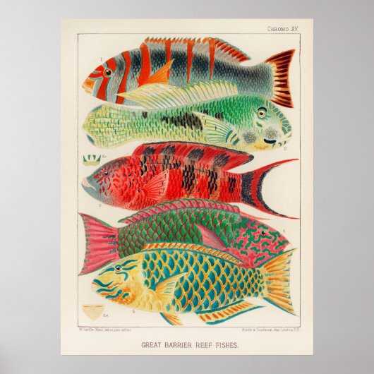 Affiche Poissons 2 (Devant)