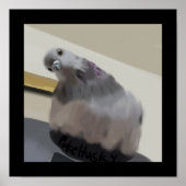 Affiche Poncho Le Pigeon (Devant)