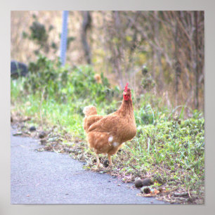 Affiche Poulet au Bord de la Route