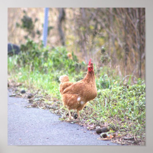 Affiche Poulet au Bord de la Route (Devant)
