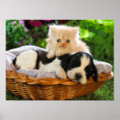 Affiche pour chat et chien (Devant)