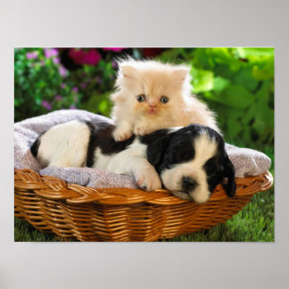 Affiche pour chat et chien