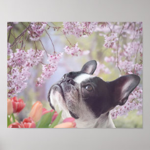 Affiche pour chien de Boston Terrier