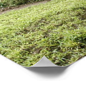 affiche pour éléphants (Coin)