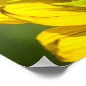 Affiche - Profil arrière de tournesol (Coin)