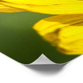 Affiche - Profil arrière de tournesol (Coin)