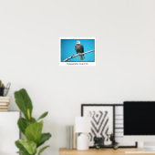 Affiche Pygargue à tête blanche (Bureau à domicile)