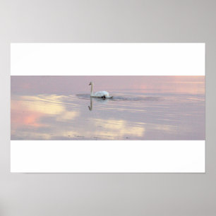 Affiche Reflections du cygne