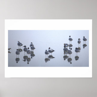 Affiche Reflets des Mouettes le Long de l'Eau