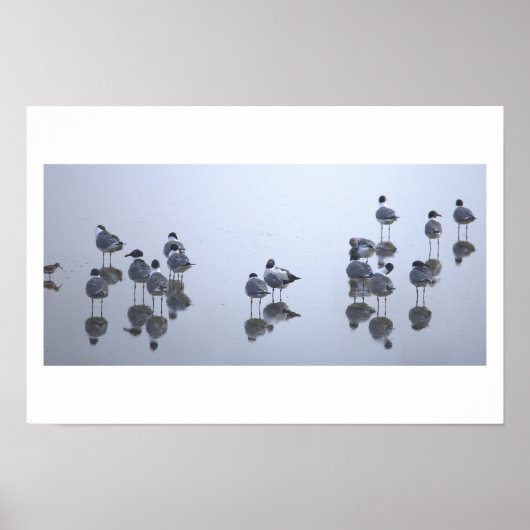 Affiche Reflets des Mouettes le Long de l'Eau (Devant)