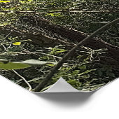 Affiche Regardant à travers les Arbres (Coin)