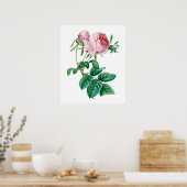 Affiche rose (Cuisine)