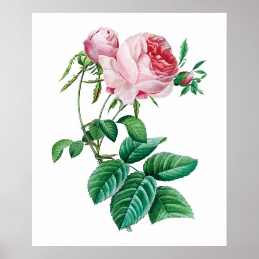 Affiche rose (Devant)
