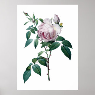 Affiche rose