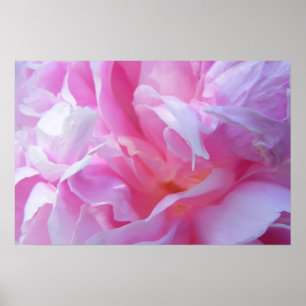 Affiche rose de Peonie de pétales