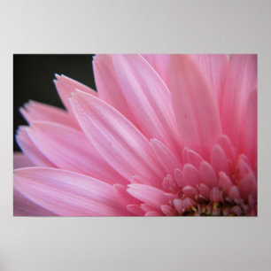 Affiche rose de pétale