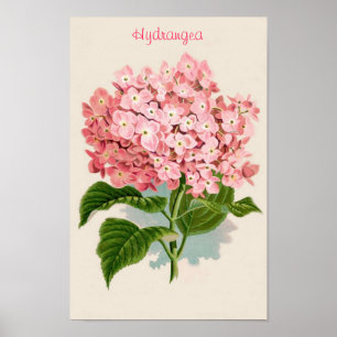 Affiche rose d'hortensia