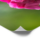 Affiche Rose - Grâce Magenta (Coin)