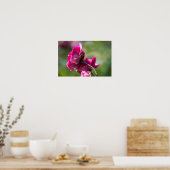 Affiche Rose - Grâce Magenta (Cuisine)