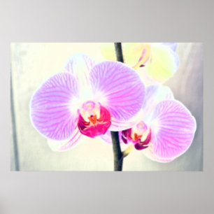 Affiche rose peinte d'orchidée