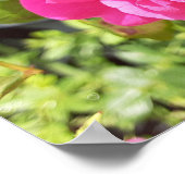 Affiche Rose Rose (Coin)