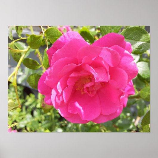 Affiche Rose Rose (Devant)
