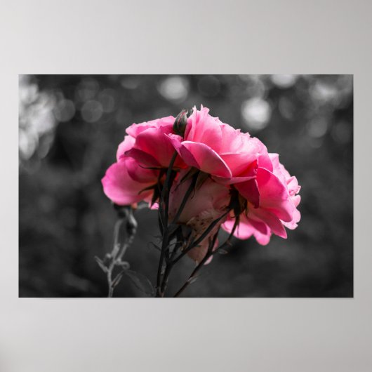 Affiche Rose Rose Élégance (Devant)