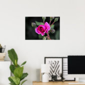 Affiche Rose Rose Et Bourgeons Photographie (Bureau à domicile)
