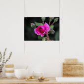 Affiche Rose Rose Et Bourgeons Photographie (Cuisine)