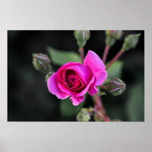 Affiche Rose Rose Et Bourgeons Photographie