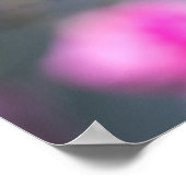 Affiche Rose Rose Photographie (Coin)